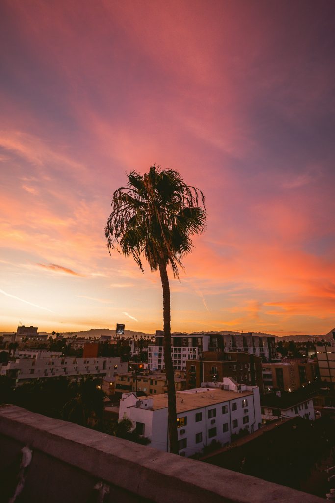 Koreatown Los Angeles skyline with palm tree at sunset